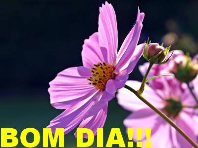 mensagem bom dia que seja um dia lindo