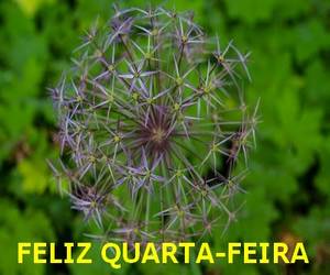 bomdia amigos - feliz quarta feira