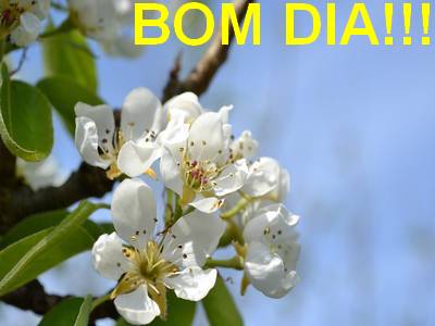 bom dia nunca desista dos seus sonhos