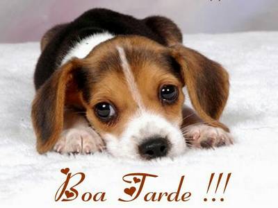 linda mensagem de boa tarde para amigos