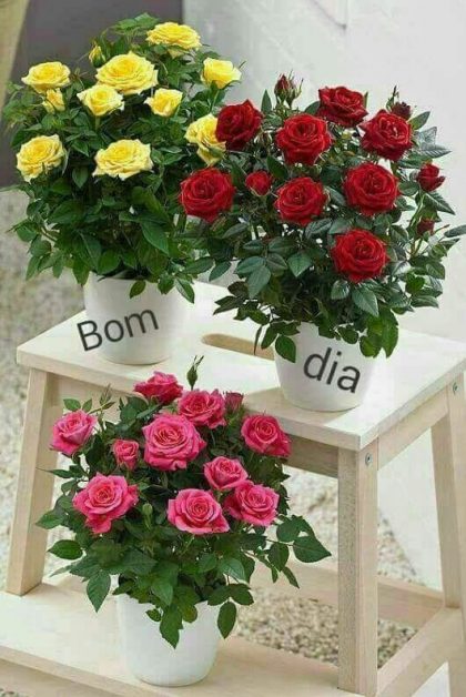 desejando um bom dia para voce