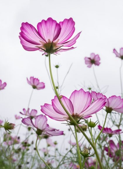 fotos e imagens de flores lindas