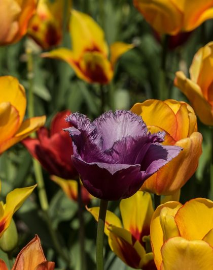 fotos tulipas roxas
