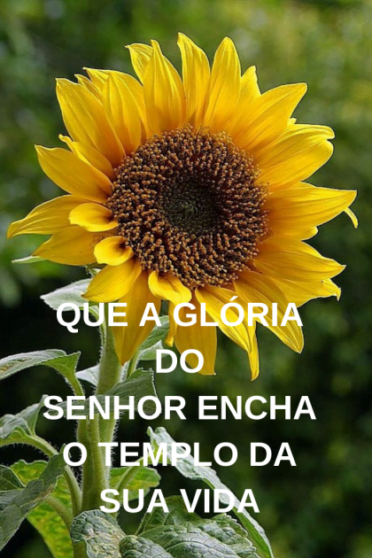 bom dia com girassol