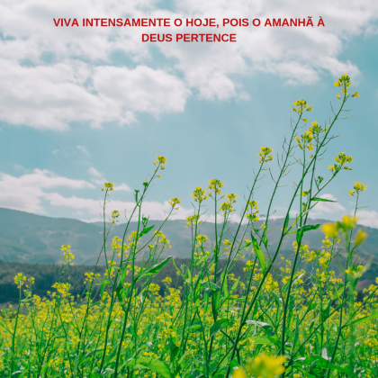 frases para status curtas