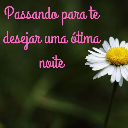boa noite com margaridas