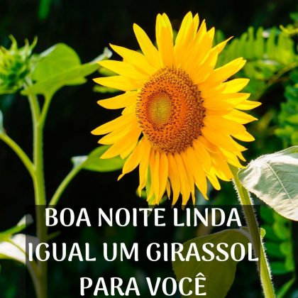 boa noite com girassol