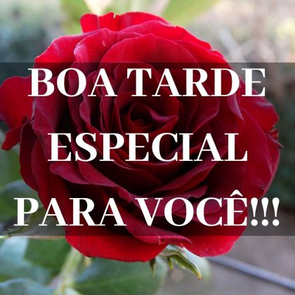 boa tarde com rosas vermelhas