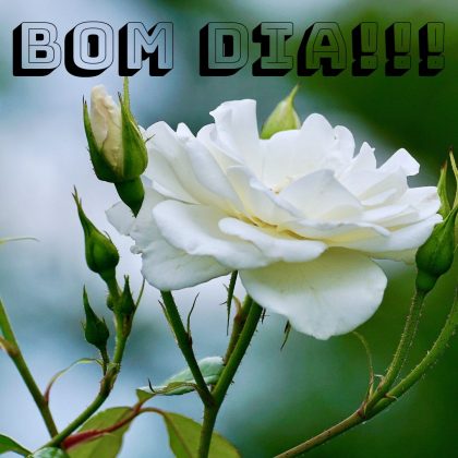bom dia com rosas branca