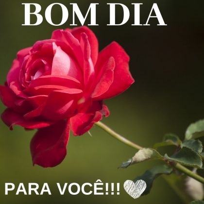 bom dia com rosas vermelhas