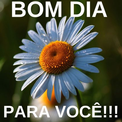 bom dia com margaridas