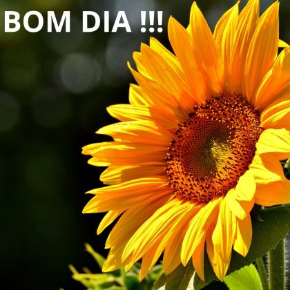 mensagens de bom dia com girassol